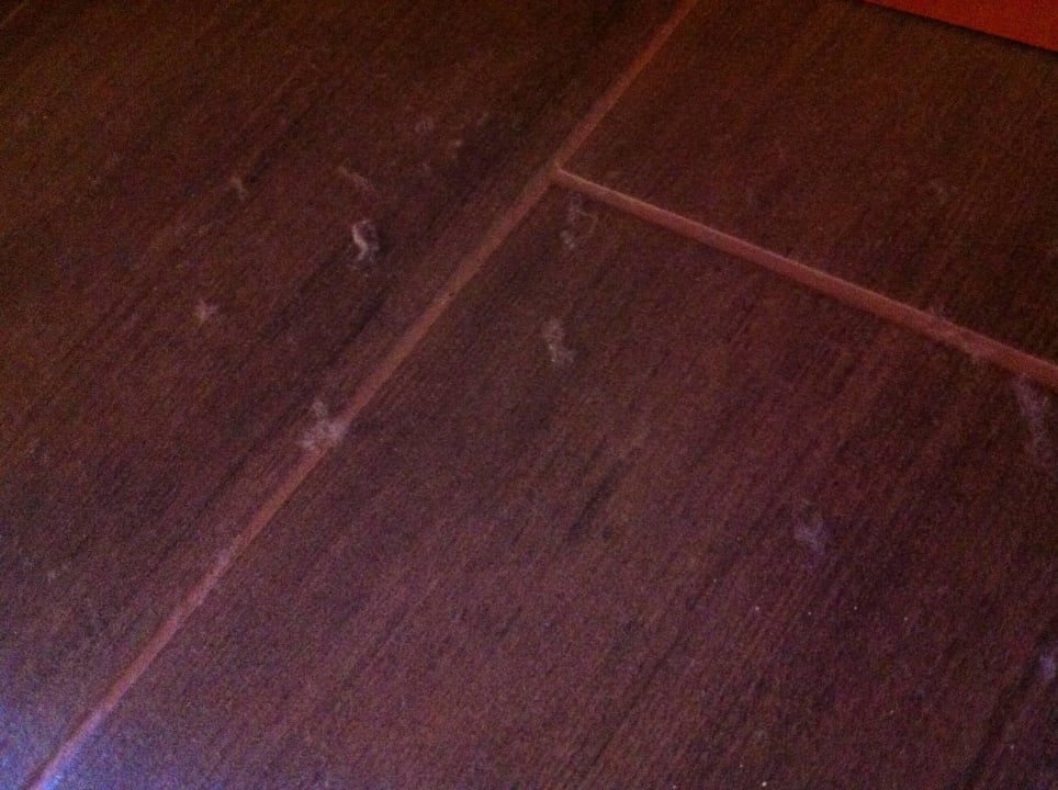 Wollmäuse überall ACHAT Hotel Heppenheim