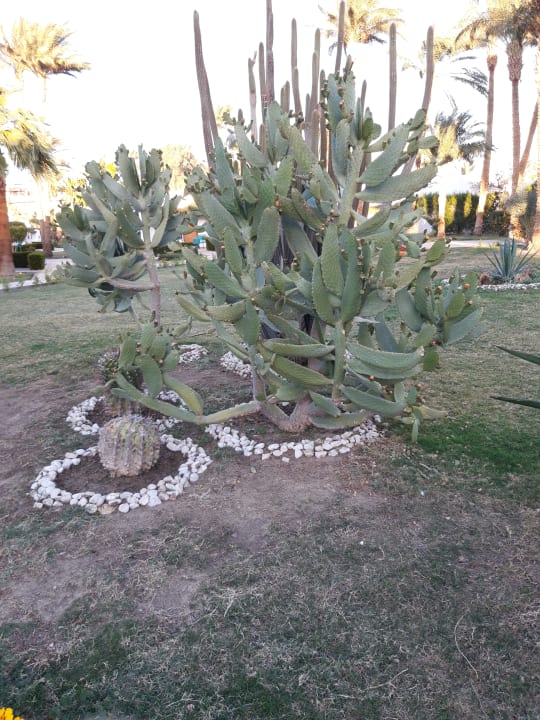 Gartenanlage Shams Safaga Resort