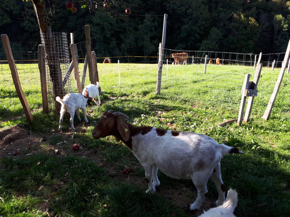 Sonstiges Bauernhof Bernhardenhof