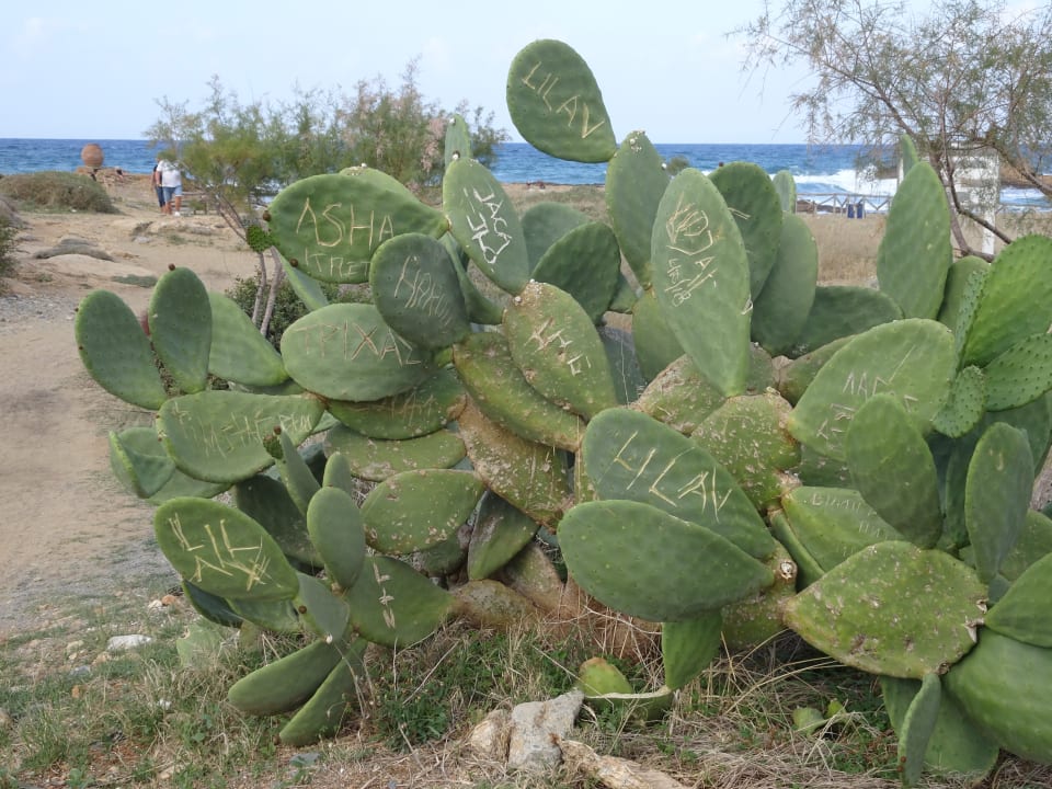 Strand allsun Hotel Carolina Mare