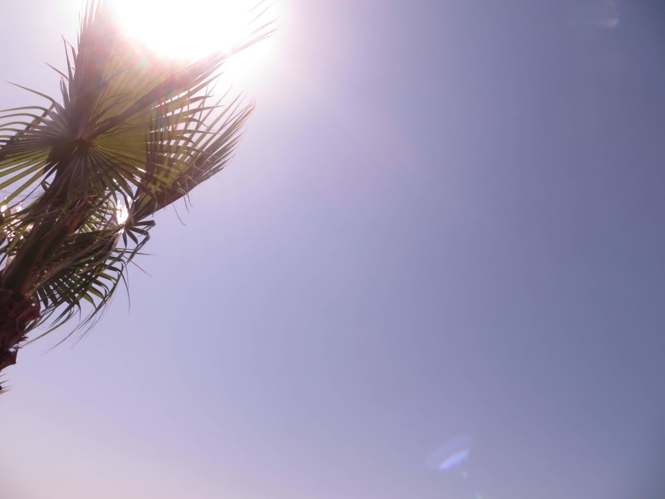 Palme am Strand Hotel Delphin Diva