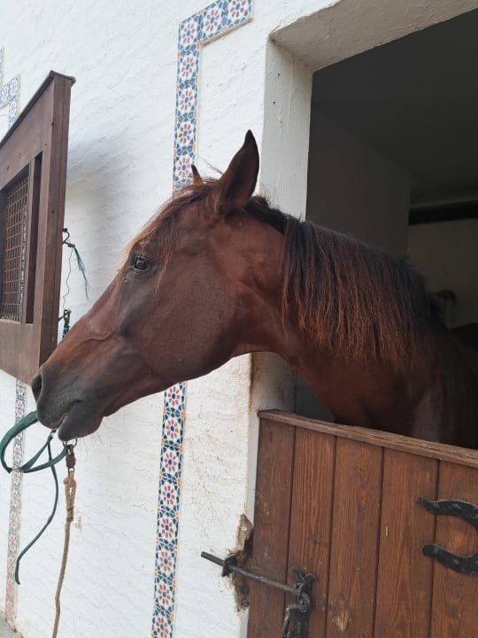 Sport & Freizeit The Orangers Beach Resort and Bungalows