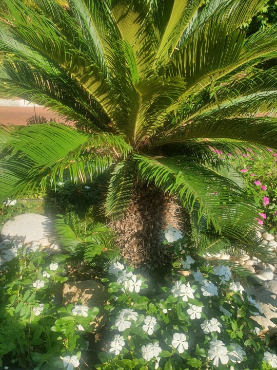 Gartenanlage Sunis Elita Beach Resort & Spa