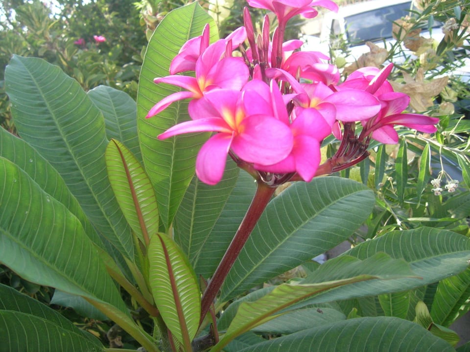 Plumeria flowers Hotel Kathrin Beach