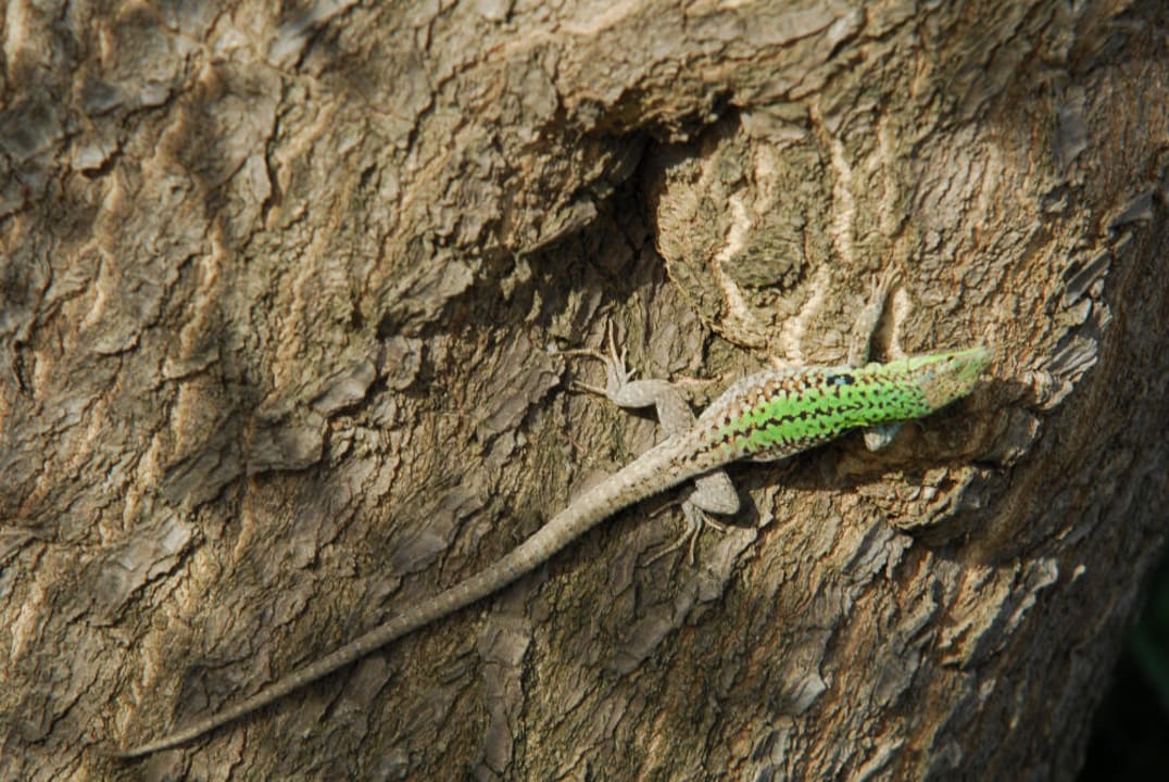 Smaragd-Eidechsen haben wir oft im Garten gesehen Agriturismo Villa Luca
