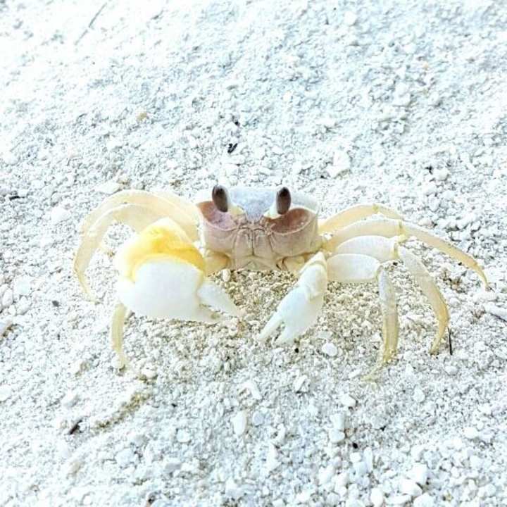 Hausbewohner Meeru Maldives Resort Island