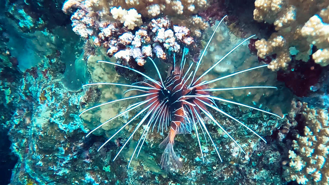 Sport & Freizeit Steigenberger Coraya Beach - Adults only