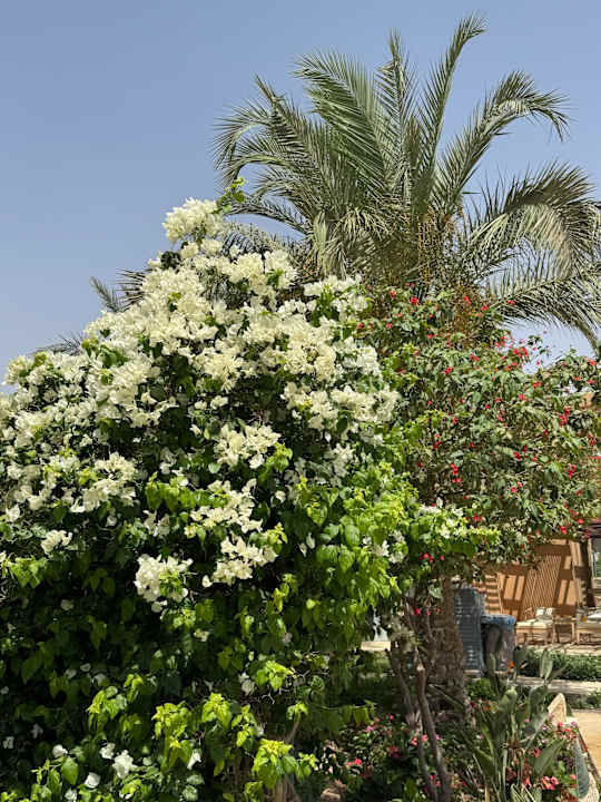 Gartenanlage Shams Prestige Abu Soma-Adults Only