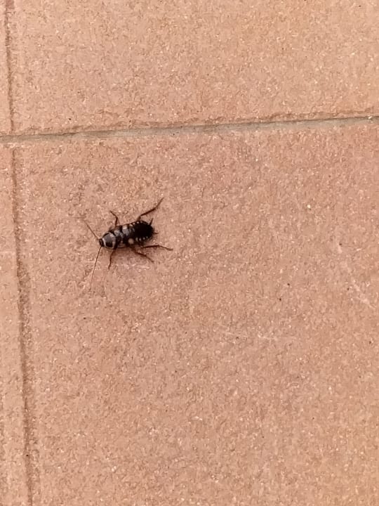 Gartenanlage Hotel El Duque