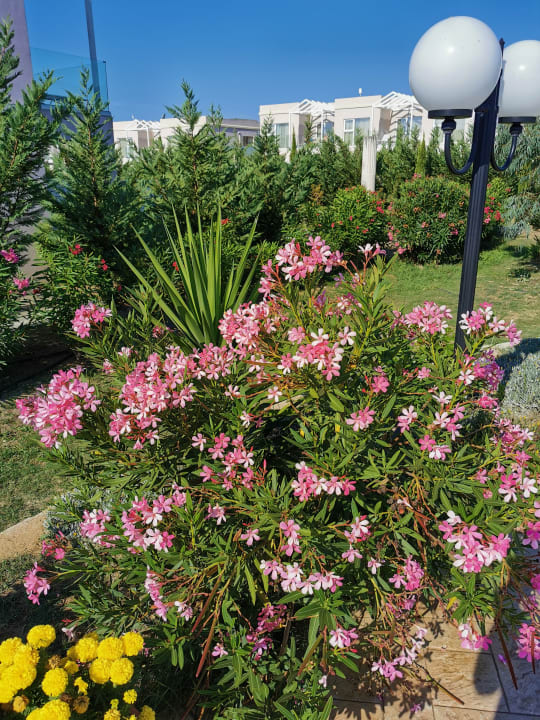 Gartenanlage Sandy Villas Resort