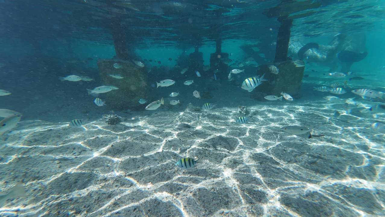 Strand Pickalbatros Royal Moderna Resort-Sharm El Sheikh