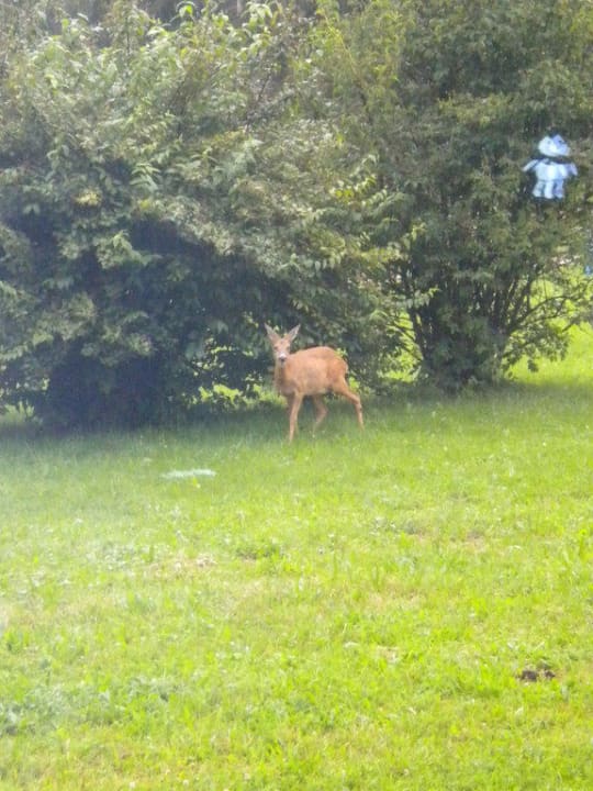 Reh vor der Zimmerterrasse Aldiana Club Ampflwang