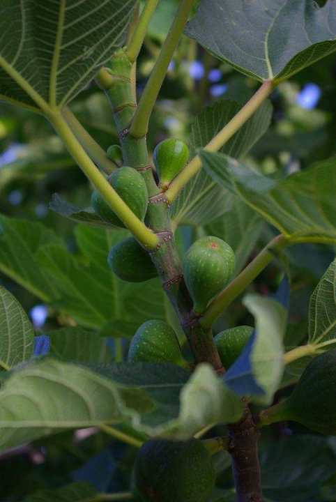 Feigenbaum Haus des Künstlers