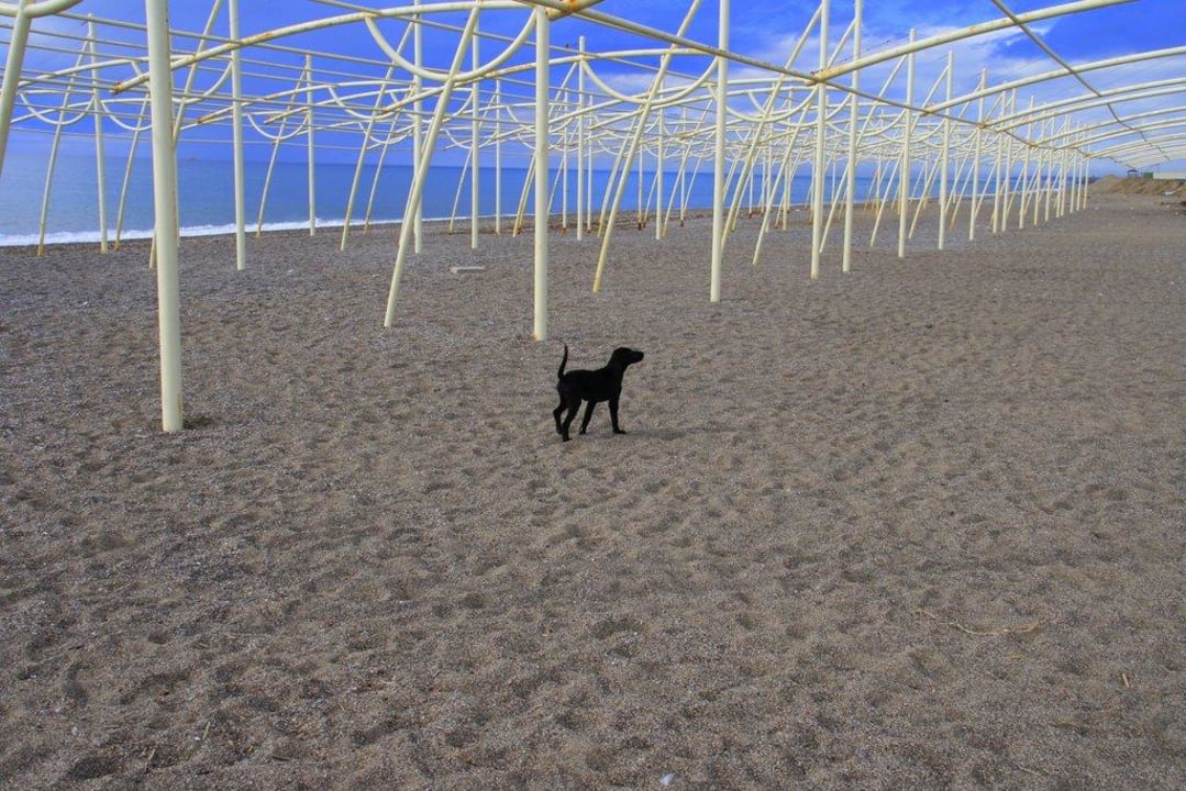 Hotelstrand im Januar 2011 mit Hund Seaden Sea World Resort & Spa