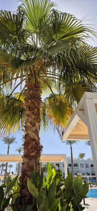 Pool SUNRISE Diamond Beach Resort - Grand Select