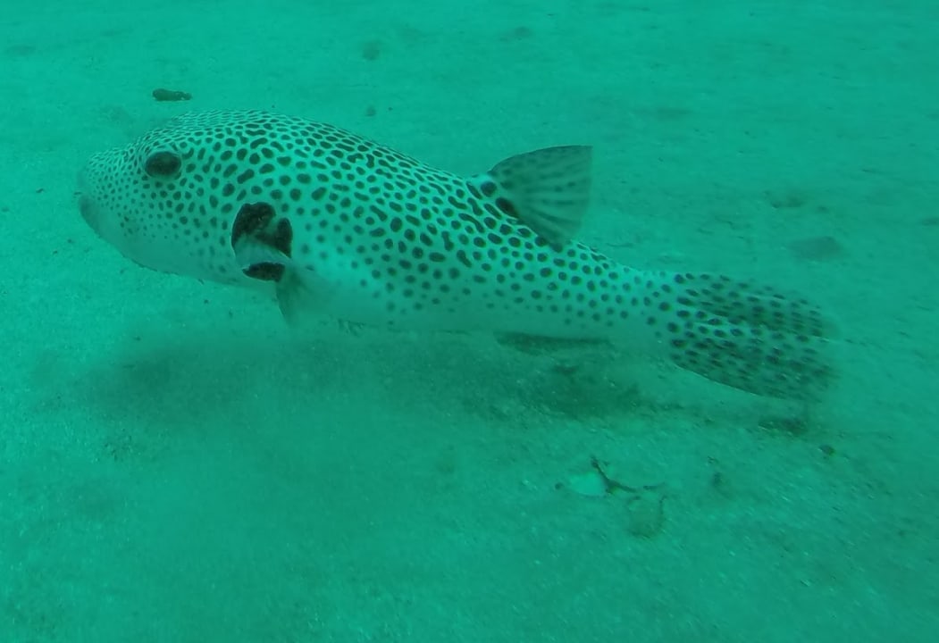 Sport & Freizeit Novotel Marsa Alam Beach Resort