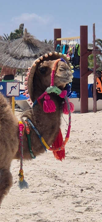 Strand ROBINSON DJERBA BAHIYA