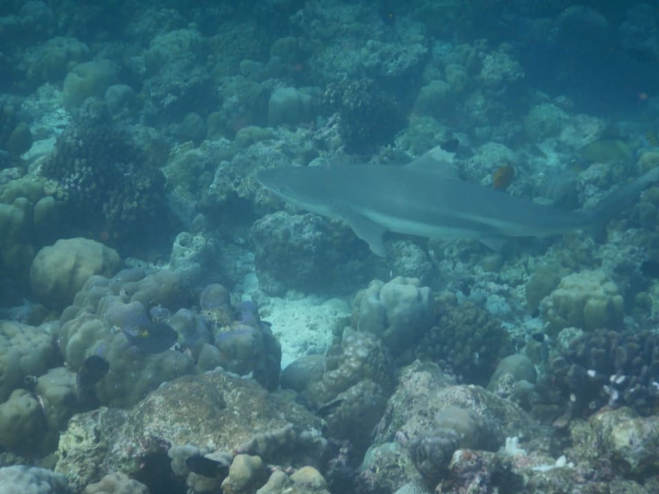 Sport & Freizeit NH Collection Maldives Reethi Resort