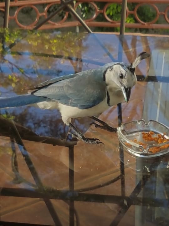Vogel Hotel Paraiso del Cocodrilo