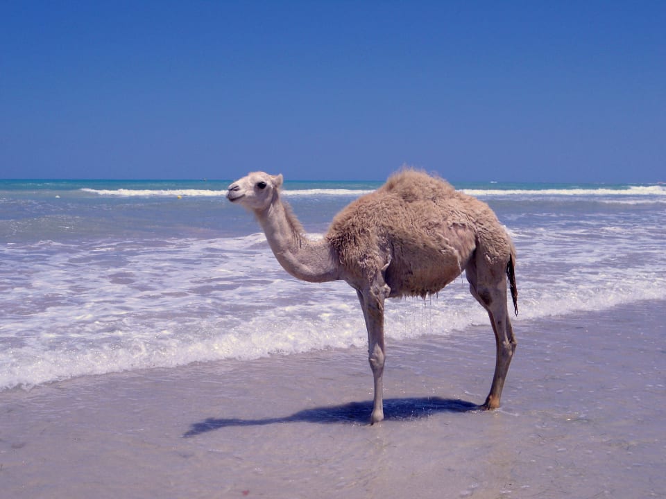 Miro unser Baby Dromedar Djerba Plaza Thalasso & Spa