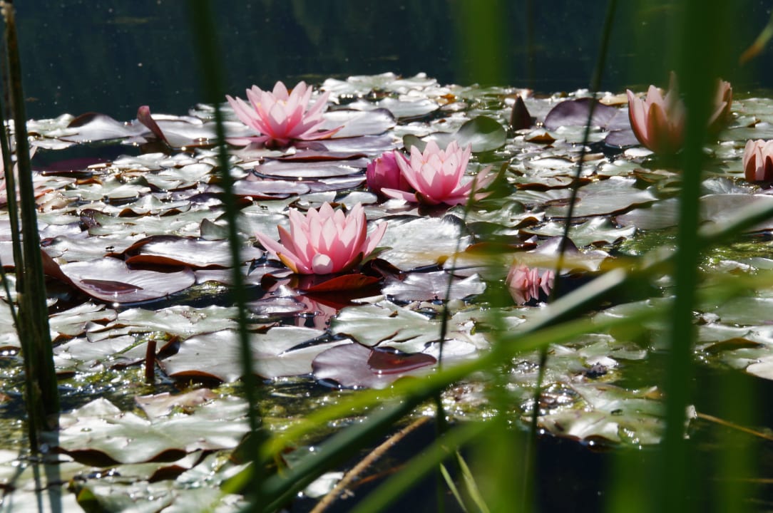Hauseigener Gesundheitssee Hotel zum Holzknecht am See