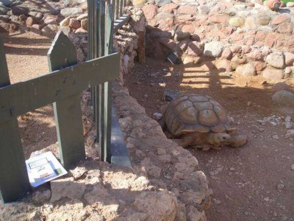 Schildkröte Hotel Hauza Beach Resort