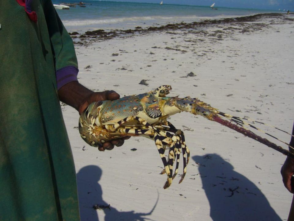 Languste Neptune Pwani Beach Resort & Spa