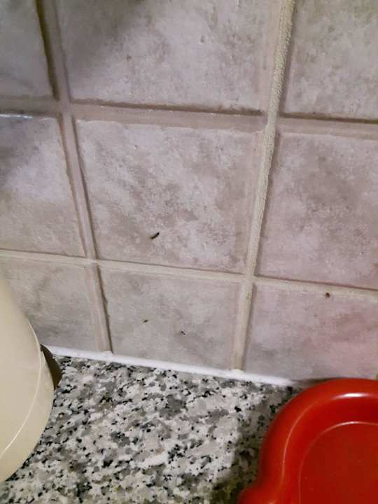 Ameisen in der Küche Rustico Alpe