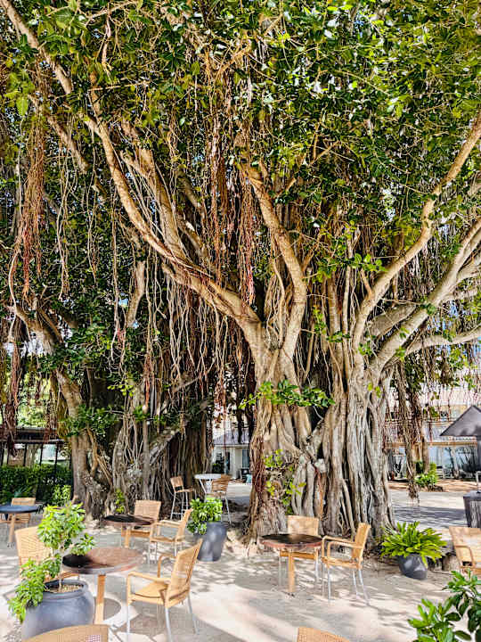 Gartenanlage Lagoon Attitude - Adults only