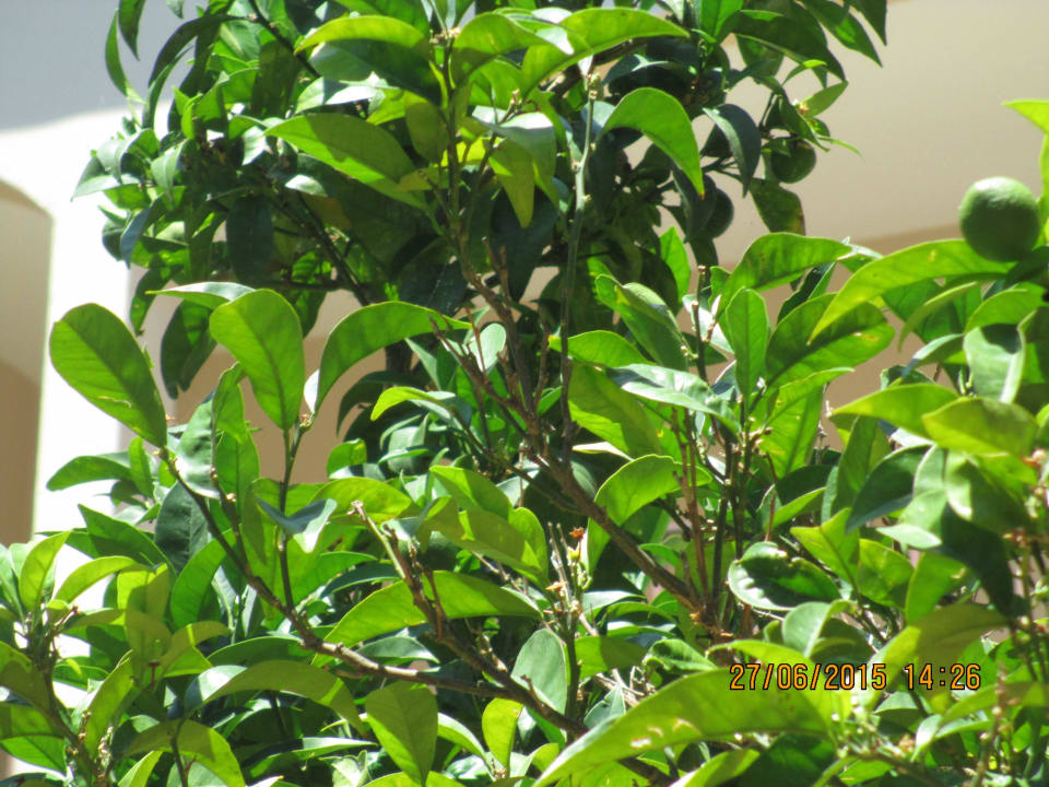 Limetten am Baum Protur Floriana Resort Aparthotel