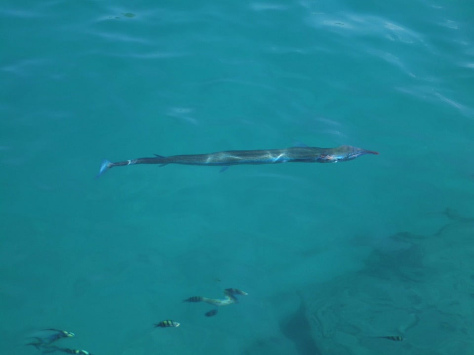 Barakuda im Hafen Pickalbatros Citadel Resort