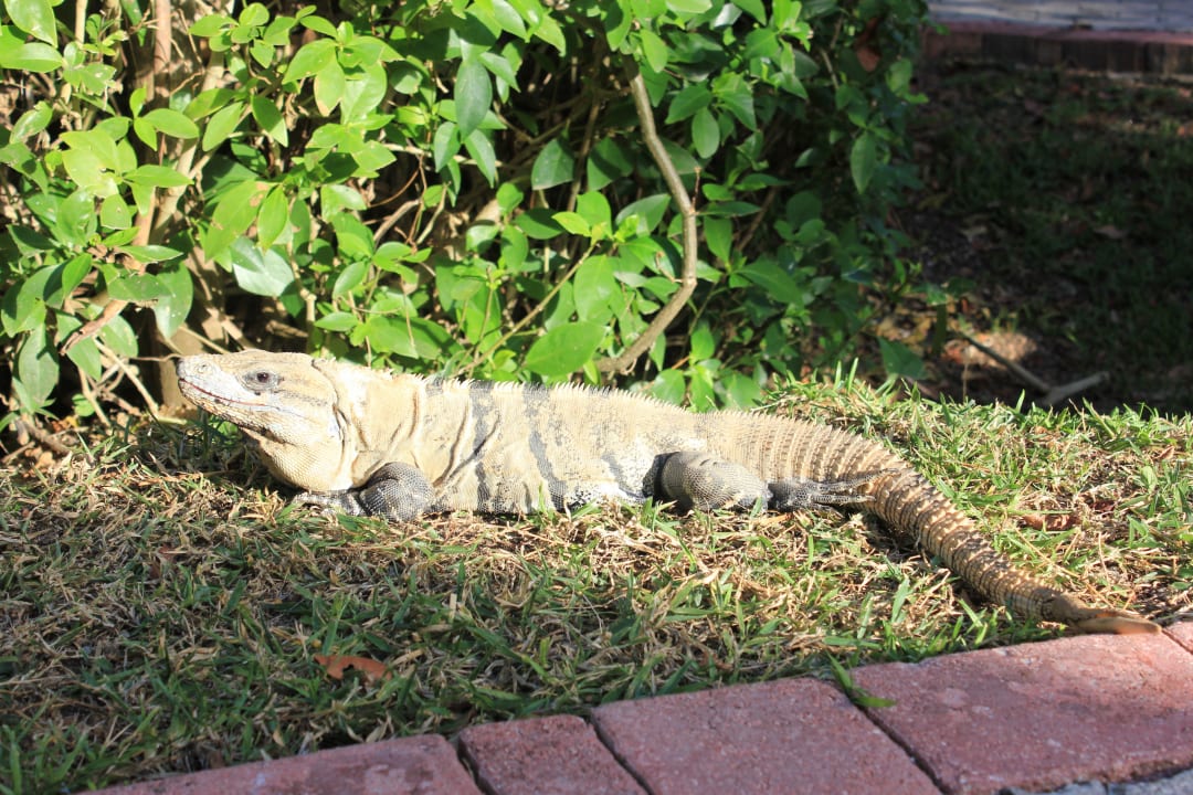 Eigenes "Haustier" vor Maya-Suite TRS Yucatan Hotel - Adults only