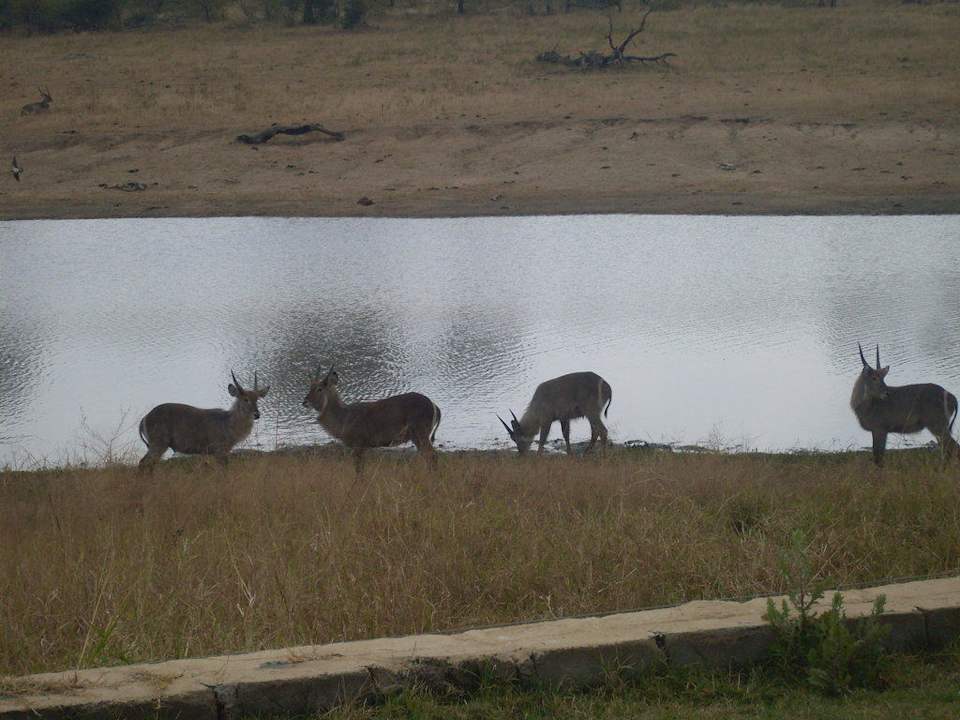 Wasserstelle Hotel Arathusa Safari Lodge