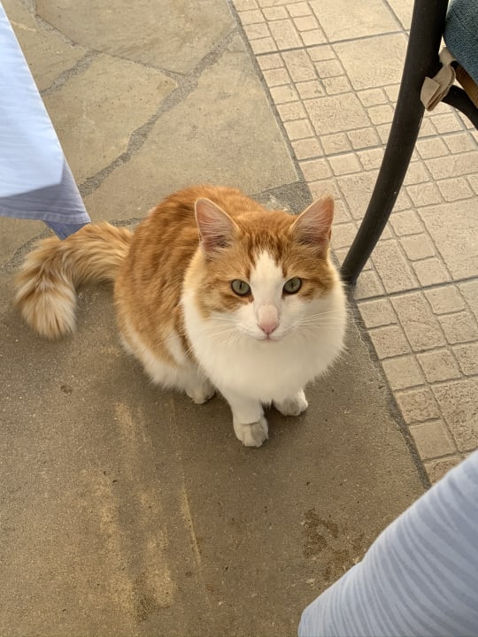 Sonstiges Constantinou Bros Athena Royal Beach Hotel