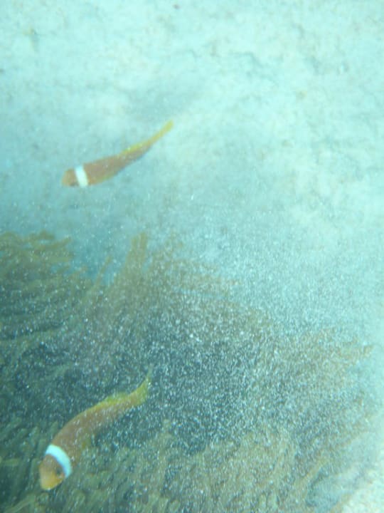 Anemonenfische Summer Island Maldives