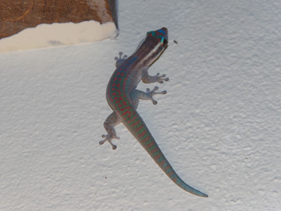 Eidechsen innen und aussen Hotel La Mariposa