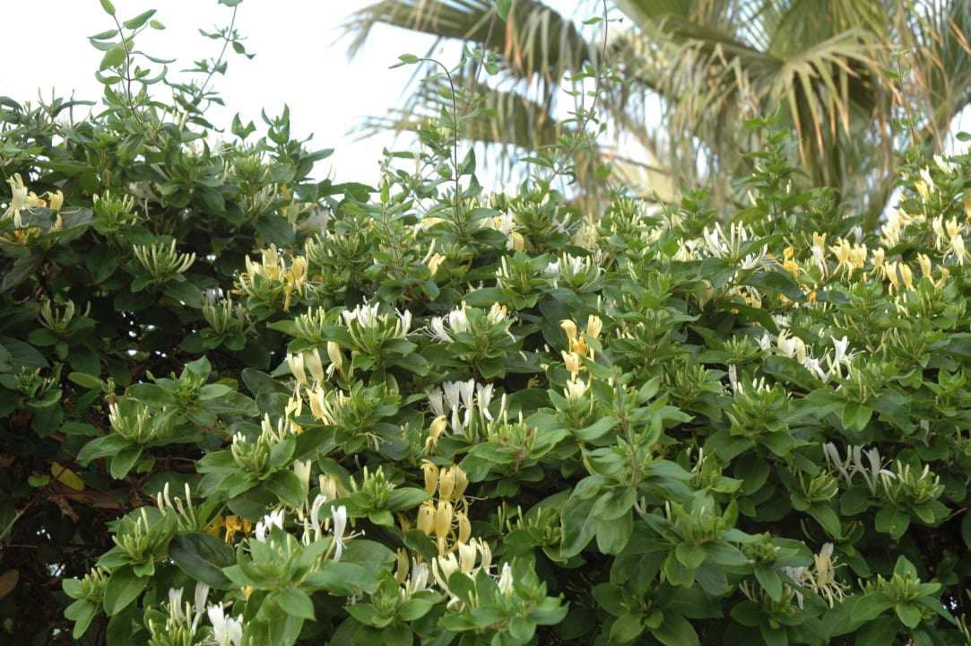 Pięknie pachnące kwiaty Holiday Park Resort