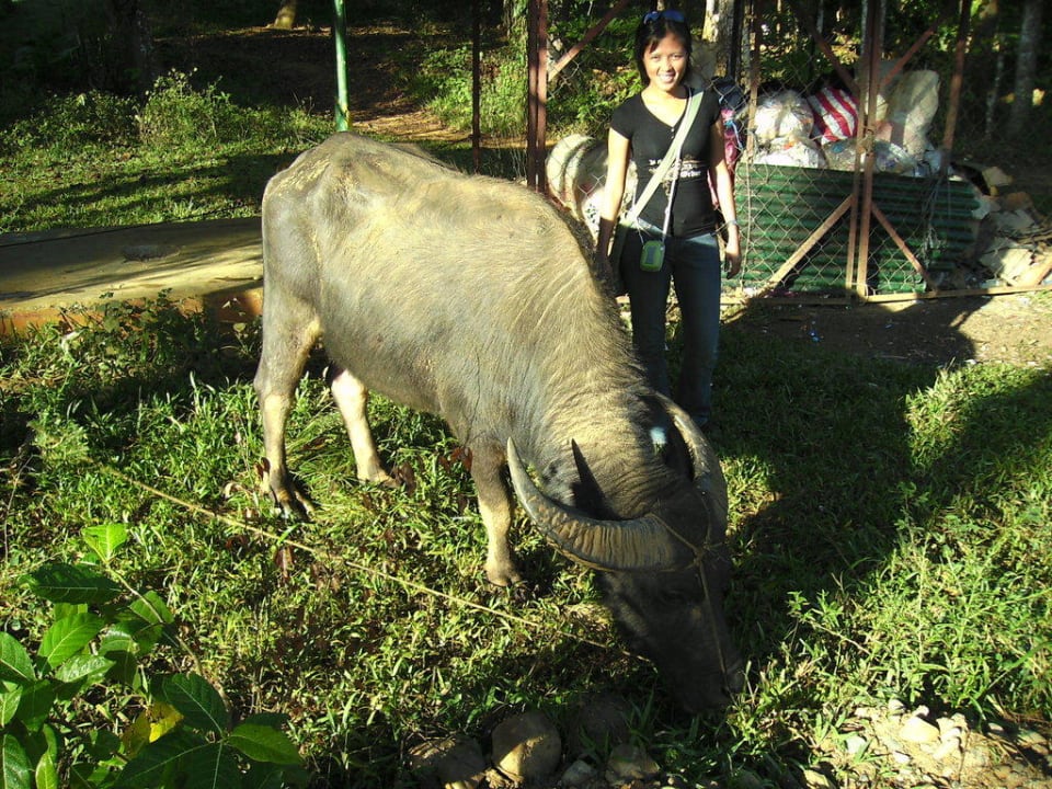 Caraboa=Wasserbüffel am Straßenrand Bambua Nature Park Resort
