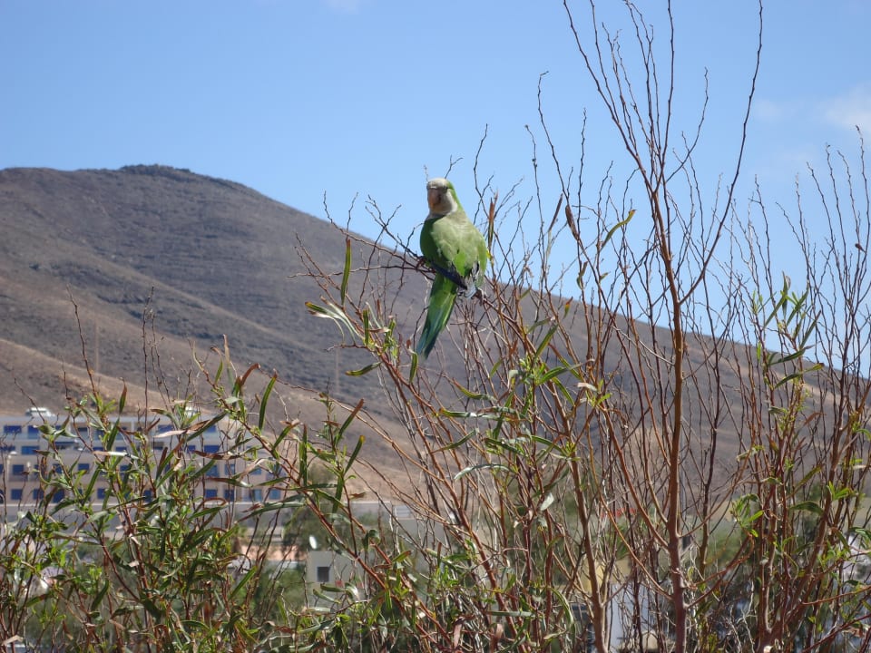 Pagageien sieht man reichlich  Iberostar Waves Gaviotas Park