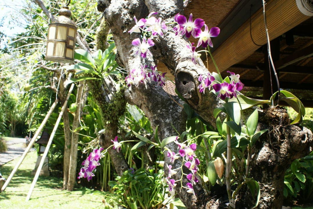 Gartenimpression Puri Santrian