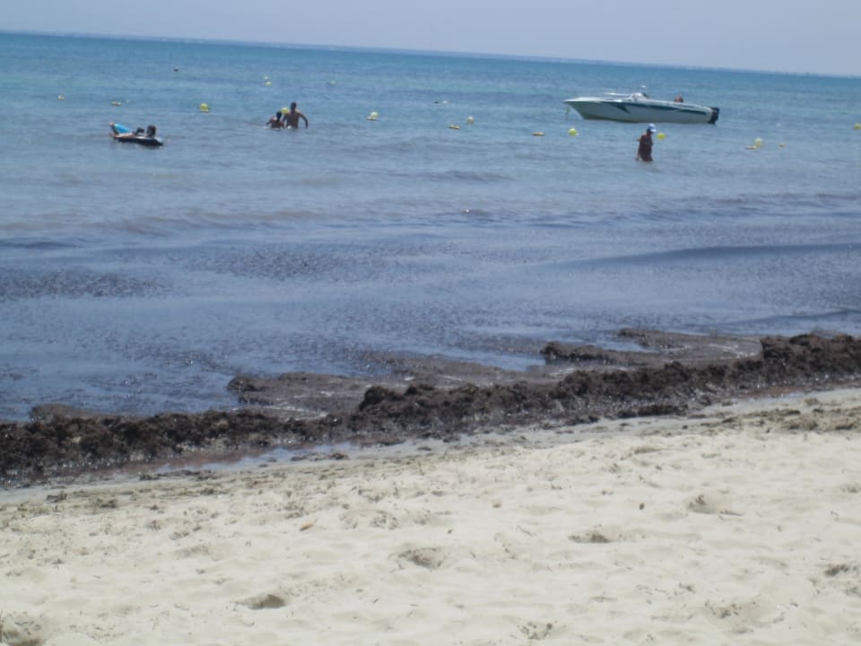 Algen am Strand Djerba Castille