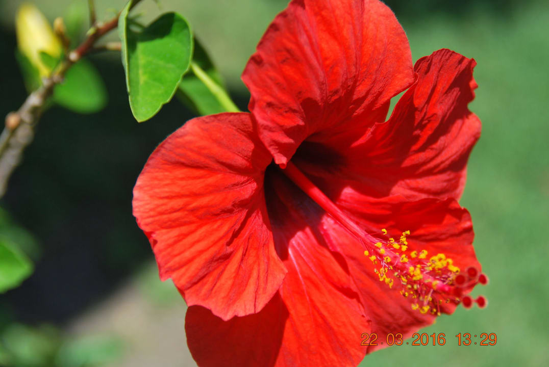 Einmalige Pflanzenwelt  Playabachata Hotel