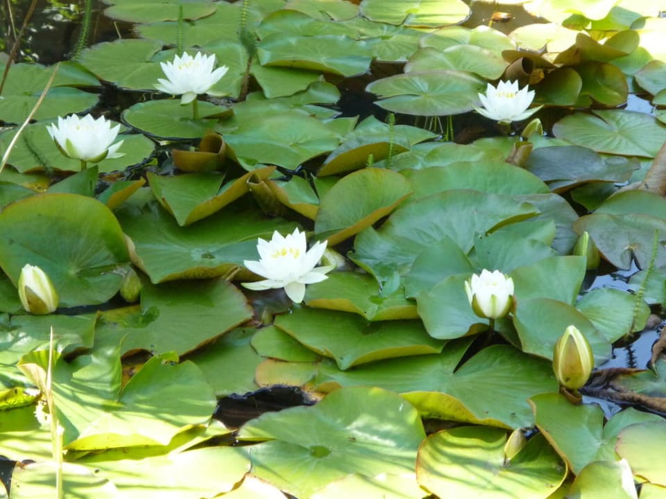 Seerosen im Gartenteich Landhaus Wiesemann - Ferienwohnungen in Bestlage