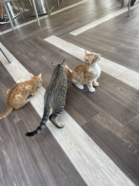 Sonstiges Saturn Palace Resort Hotel