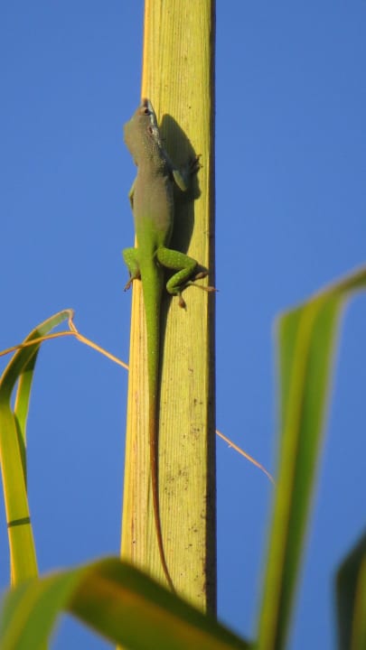 Echse Sol Rio De Luna y Mares