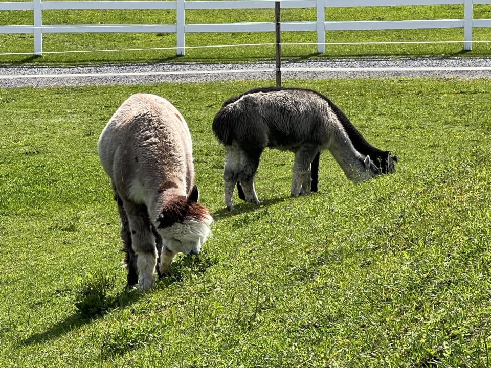 Gartenanlage Kinderhotel Felben