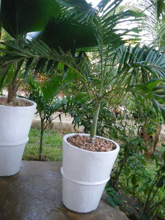 Pflanzen Hotel Karibuni Rafiki Beach Resort