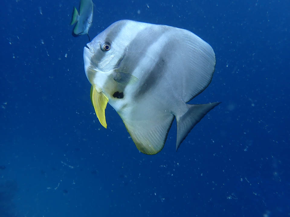 Sport & Freizeit Kagi Maldives Resort & Spa