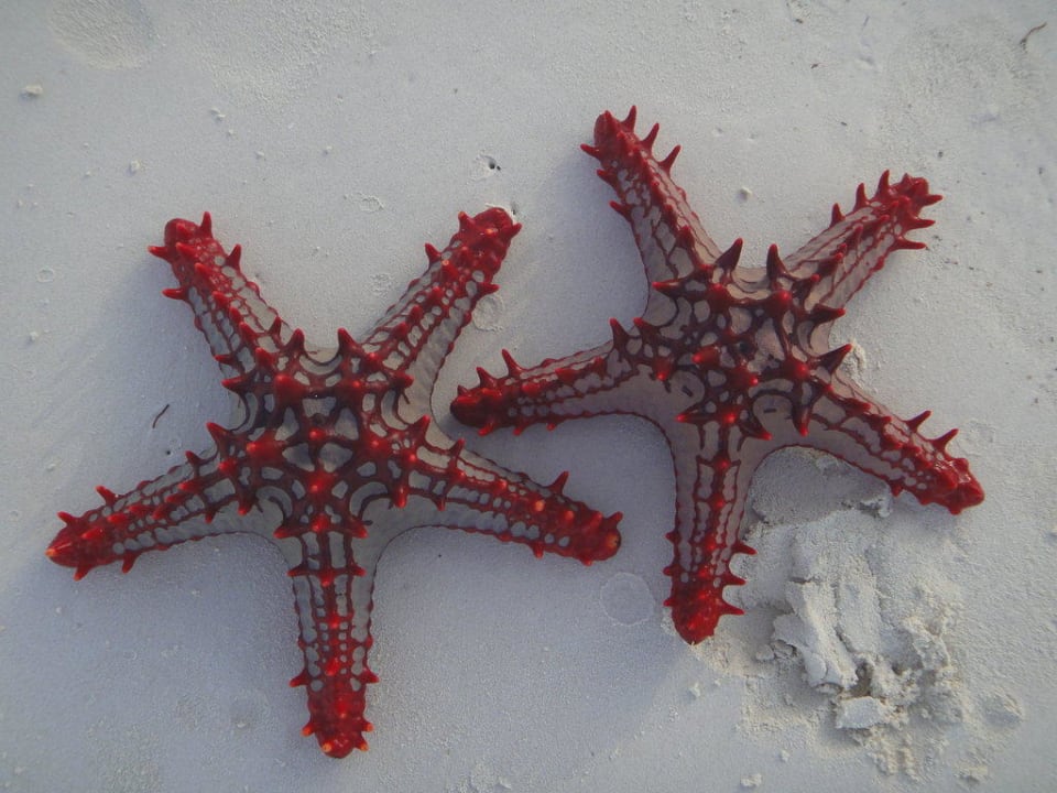 Seesterne auf der Sandbank Hotel Papillon Lagoon Reef