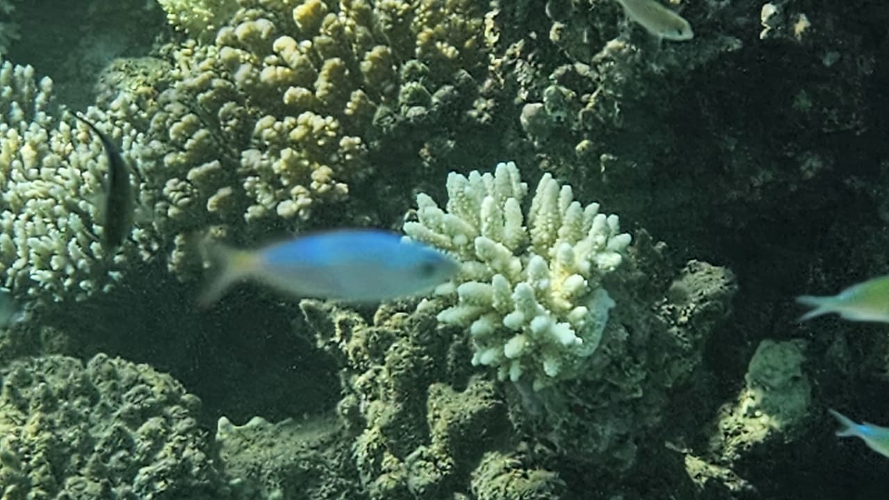 Sport & Freizeit Shams Alam Beach Resort